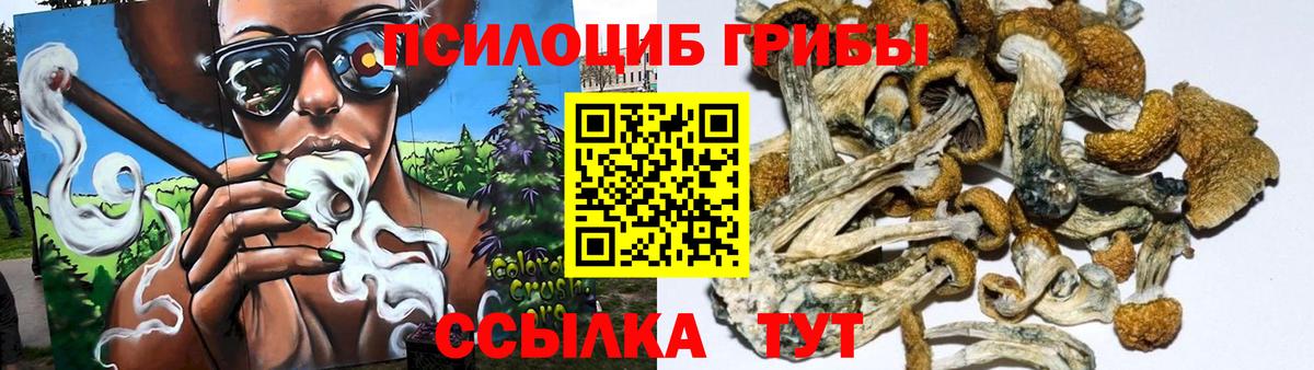 магазин продажи   Псилоцибиновые грибы MAGIC MUSHROOMS  Псилоцибиновые грибы прущие грибы  Вход с VPN  Россошь 
